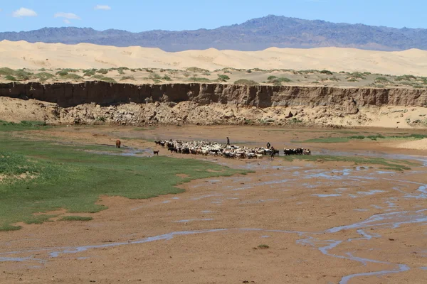 Oase in der Wüste Gobi Mongolei — Stockfoto