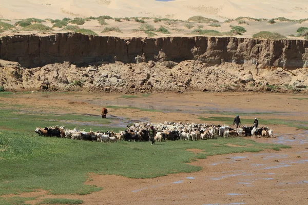 Cabras y ovejas — Foto de Stock