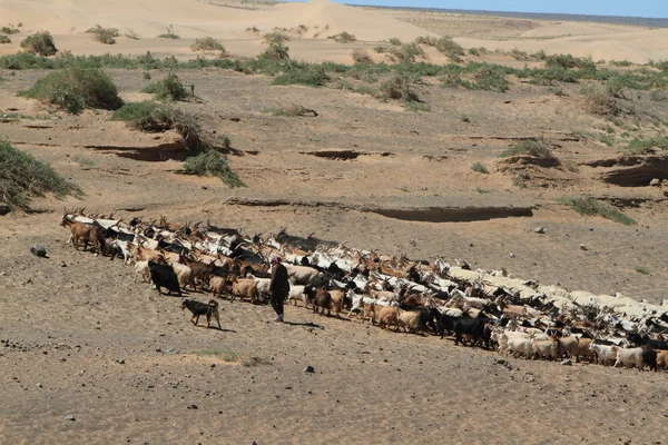 Cabras y ovejas — Foto de Stock