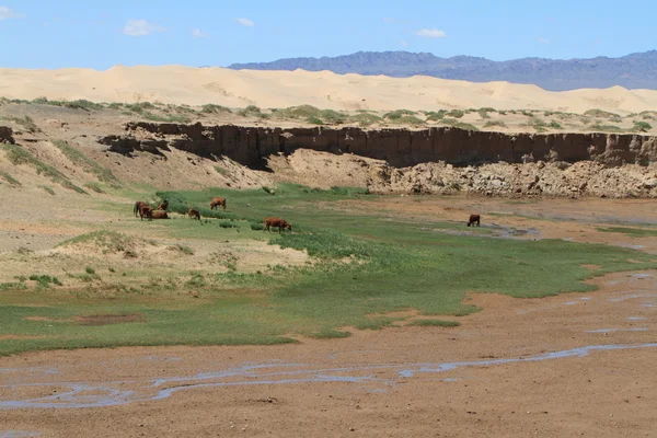 Oase in der Wüste Gobi Mongolei — Stockfoto