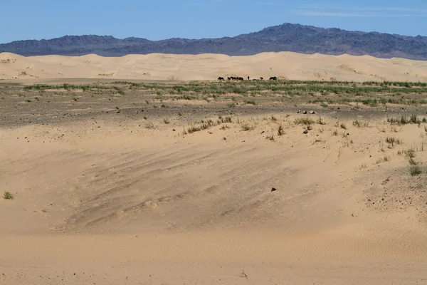 Le désert de Gobi en Mongolie — Photo