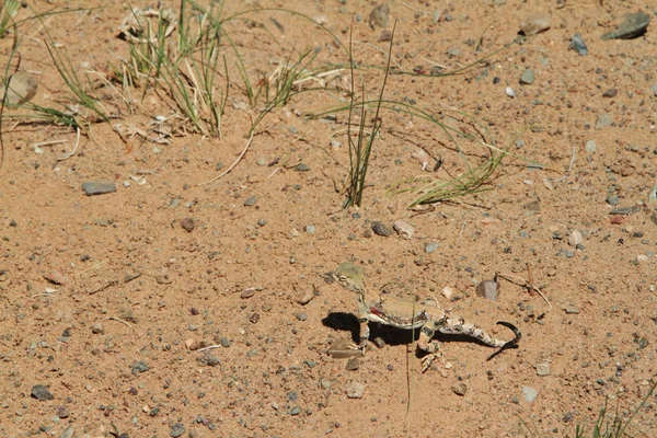 Agama cabeza sapos — Foto de Stock