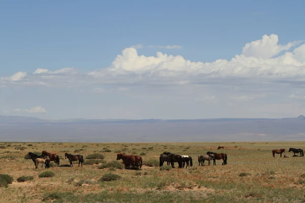 Chevaux dans la steppe mongolienne — Photo
