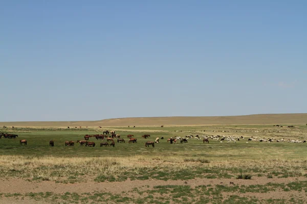 Pustyni gobi w Mongolii — Zdjęcie stockowe