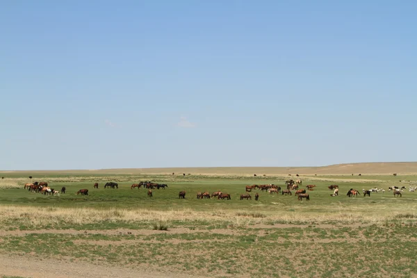 De woestijn gobi van Mongolië — Stockfoto