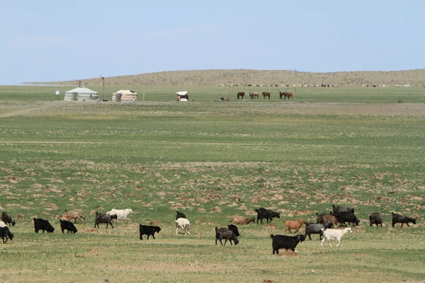 Geiten en schapen — Stockfoto