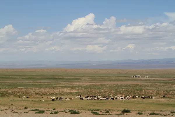 O Deserto Gobi da Mongólia — Fotografia de Stock