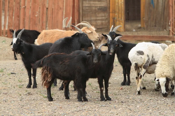 Goats and Sheeps — Stock Photo, Image