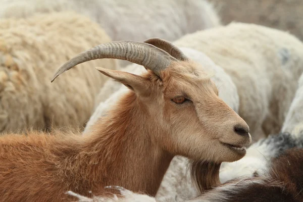 Capre e pecore — Foto Stock