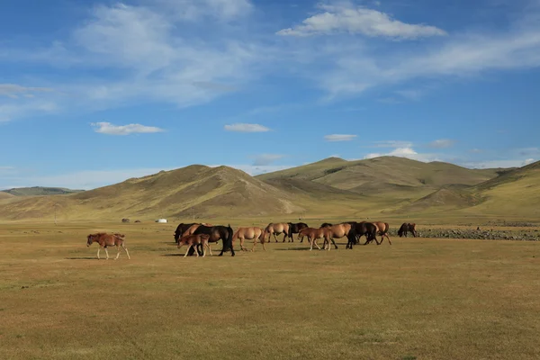 Chevaux dans la steppe mongolienne — Photo