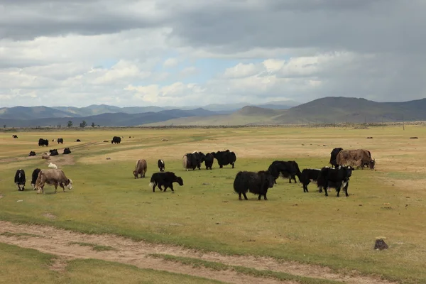 Yak en la estepa mongoliana — Foto de Stock