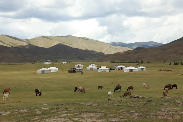 Yak en la estepa mongoliana —  Fotos de Stock