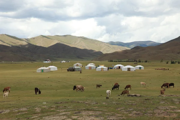 Jakken in de Mongoolse steppe — Stockfoto