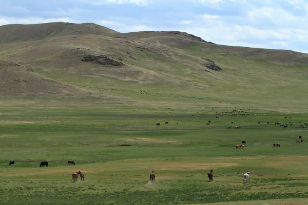 蒙古国鄂尔浑河谷国家公园 — 图库照片
