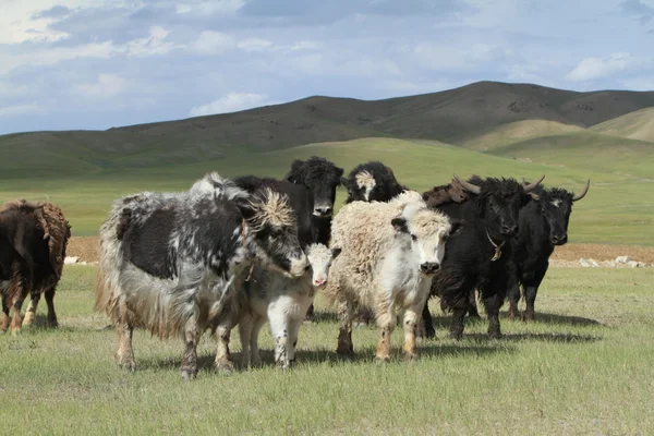 在蒙古大草原牦牛 — 图库照片