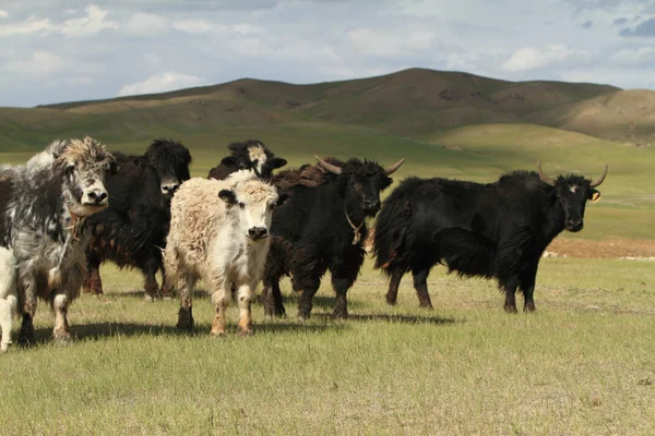 Yak v mongolské stepi — Stock fotografie