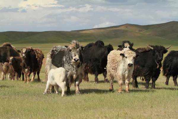 在蒙古大草原牦牛 — 图库照片