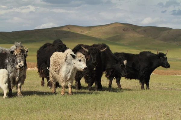 Jakken in de Mongoolse steppe — Stockfoto