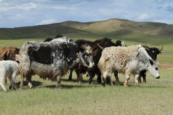 Jakken in de Mongoolse steppe — Stockfoto