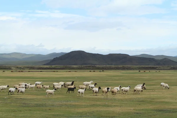 Goat Herder — Stock Photo, Image