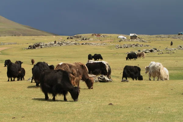 Jakken in de Mongoolse steppe — Stockfoto