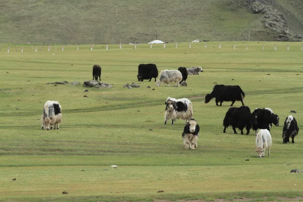 Jakken in de Mongoolse steppe — Stockfoto