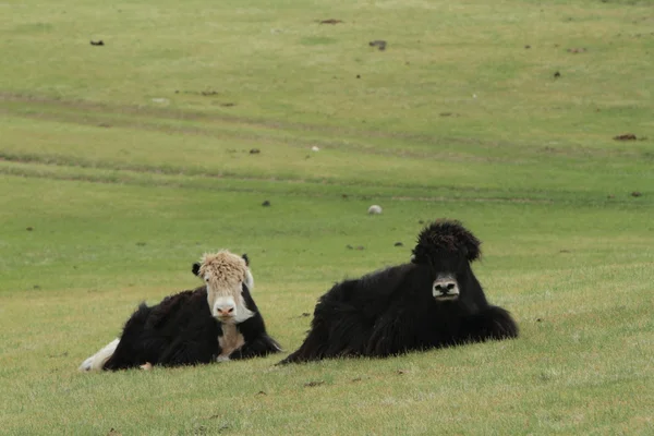 Yak in der mongolischen Steppe — Stockfoto