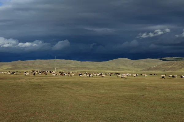 Orkhon valley mongolia — Zdjęcie stockowe