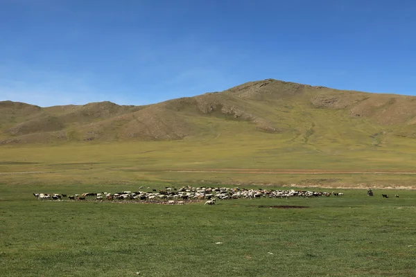 Paisagens mongóis — Fotografia de Stock