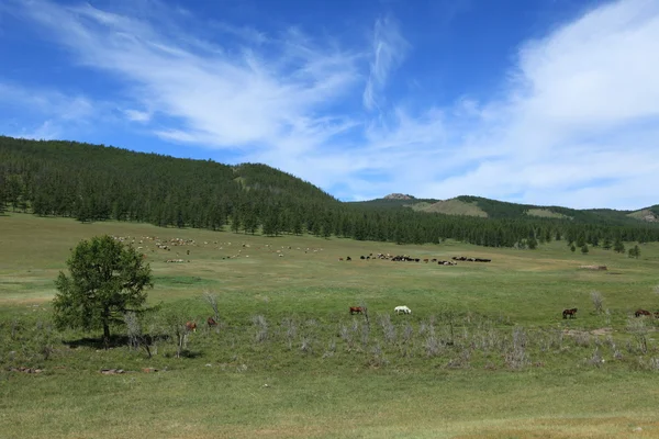 Mongolské krajiny — Stock fotografie