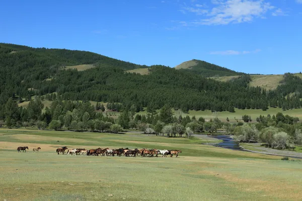 Wilde paarden van Mongolië — Stockfoto