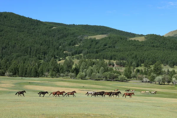 Wilde paarden van Mongolië — Stockfoto