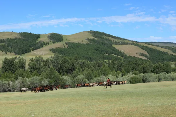 Vilda hästar i Mongoliet — Stockfoto