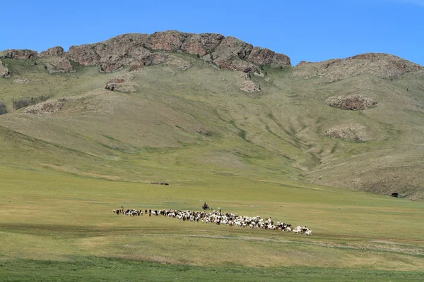 Animals and Herder of Mongolia — Stock Photo, Image