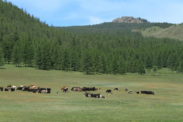 Dieren en herder van Mongolië — Stockfoto