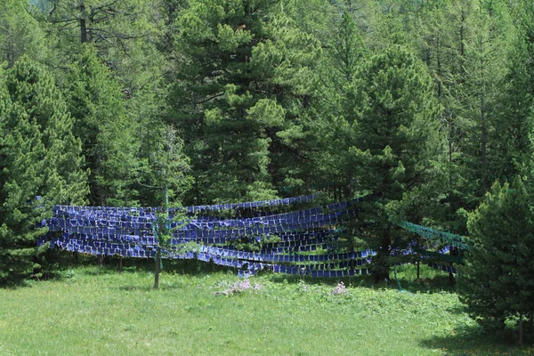 Prayer Flags in a Forest of Mongolia — Stock Photo, Image