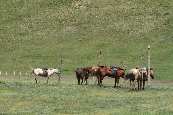 Caballos — Foto de Stock