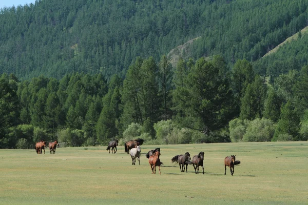 蒙古国的野马群 — 图库照片