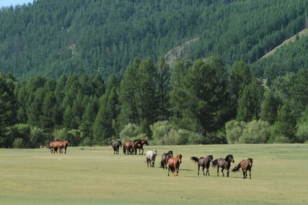 Vilda hästar i Mongoliet — Stockfoto