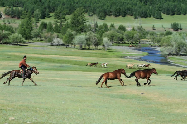 Vilda hästar i Mongoliet — Stockfoto
