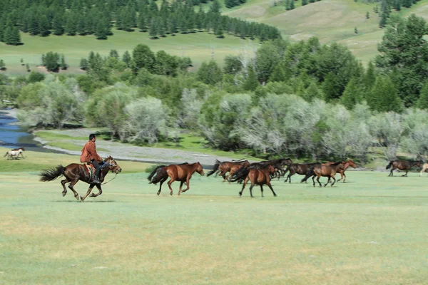 Vilda hästar i Mongoliet — Stockfoto