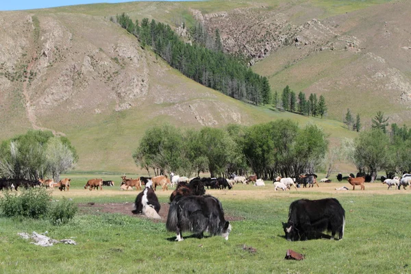 Moğolistan'da yak inek — Stok fotoğraf