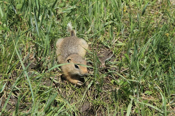 Perros de la pradera de Mongolia — Foto de Stock