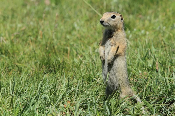 Mongolian Prairie Dogs — Stock Photo, Image