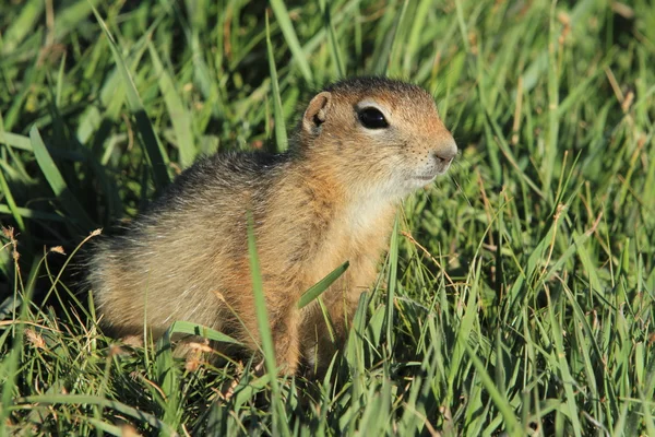 Mongolian Prairie Dogs — Stock Photo, Image