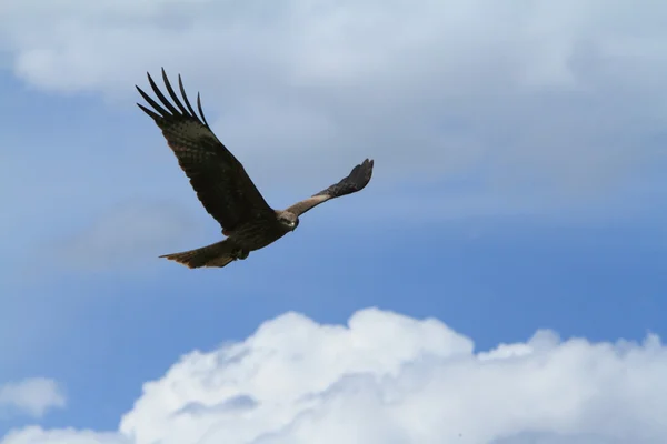 கருப்பு விண்கலம் — ஸ்டாக் புகைப்படம்