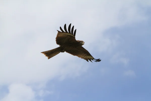 Cerf-volant noir — Photo