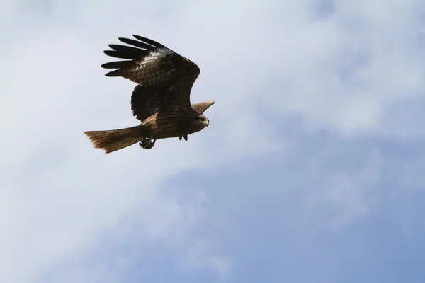 கருப்பு விண்கலம் — ஸ்டாக் புகைப்படம்