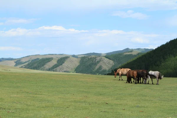 Cavalli mongoli — Foto Stock