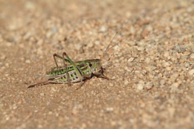 Grasshopper and Crickets of Mongolia clipart